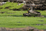 Yellow-billed Teals feeding at low tide, Carcass Island, Falklands