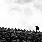 Rooftop perch