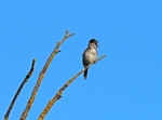 Blackcap