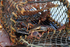 HCF011: Lobster catch