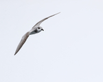 De Fillipi's Petrel in flight, Pacific Ocean, Chile