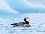 Barnacle Goose, adult & gosling, Jokulsarlon, Iceland