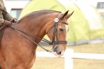 Class 215 - Ridden Show cob portfolio
