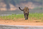 Jaguar Ti advancing along riverbank, Mato Grosso, Brazil