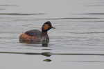 Black-necked Grebe
