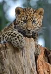 Leopard Cub