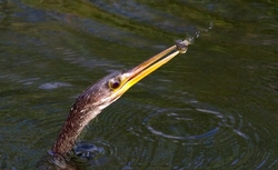 Birds 045