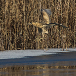 Bittern on landing approach at Otmoor