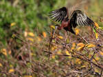 Flying Glossy Ibis with nest material, Wakodahatchee Wetlands, Florida