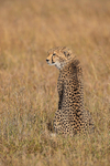 Cheetah