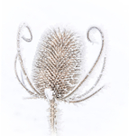 IMG_8118_2 FROSTED TEASLE -1-2