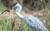 Cocoi heron is catching a eel