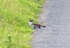Stoats