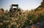 Sheldon tractor and flowers