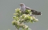 Male Cuckoo