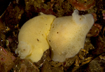 Jorunna tomentosa (mating pair)