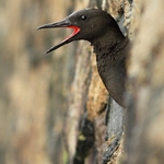 Black Guillemot