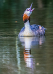 Grebe 3669322