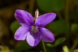 Violet