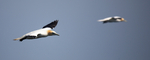 Brothers In Flight