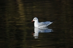 Black-headed Gull