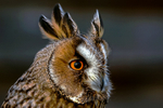 Long-eared Owl  Asio otus-22322