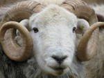 Ram