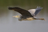 Grey Heron in flight