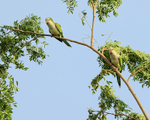 Monk Parakeet portfolio