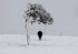 The Lonely Cow