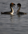 GREAT CRESTED GREBE ref Grebe 7
