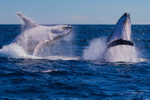 Double Breach 7.0A3A3068