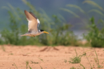 Large-billed Tern in flight, Rio Sao Lourenco, Mato Grosso, Brazil