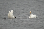 Whooper Swans