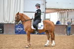 Class 19,20 - Ridden Native, Foreign Breeds & Warmbloods portfolio