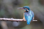 Kingfisher Alcedo Atthis082
