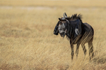 Wildebeest