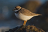 Ringed Plover