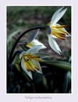 Tulipa turkestanica