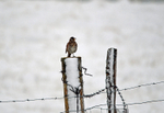 Redwing
