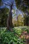 z4038 Wild Garlic, Tower Cottage Gardens, Shanklin