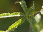 Passion Flower Dew