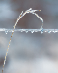 WINTER GRACE, 2019 - LONG POINT