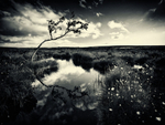 Lone Tree