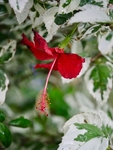 Hibiscus-Sth Africa