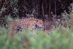 Male Jaguar responding to calls by female, Corixo Negro, Brazil