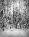 Black and White Photograph of Winter Light and Shape
