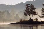Misty Morning