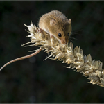 1st PDI-Harvest Mouse-Roseanne Dungey
