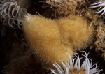 Sycon ciliatum